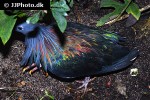 caloenas nicobarica nicobar pigeon caloenas nicobarica nicobar pigeon