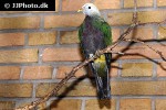 chalcophaps indica common emerald dove chalcophaps indica common emerald dove