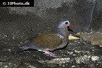chalcophaps indica common emerald dove chalcophaps indica common emerald dove