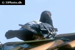 columba livia rock dove columba livia rock dove