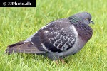 columba livia rock dove columba livia rock dove