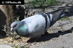 columba livia domestica domestic pigeon columba livia domestica domestic pigeon