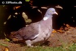 columba palumbus wood pigeon columba palumbus wood pigeon