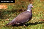 columba palumbus wood pigeon columba palumbus wood pigeon