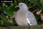columba palumbus wood pigeon columba palumbus wood pigeon