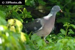 columba palumbus wood pigeon columba palumbus wood pigeon