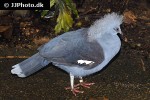 goura cristata western crowned pigeon goura cristata western crowned pigeon