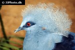 goura cristata western crowned pigeon goura cristata western crowned pigeon