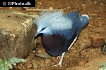 goura scheepmakeri southern crowned pigeon goura scheepmakeri southern crowned pigeon