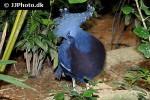 goura victoria victoris crowned pigeon goura victoria victoris crowned pigeon