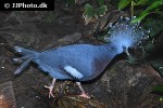 goura victoria victoris crowned pigeon goura victoria victoris crowned pigeon
