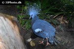 goura victoria victoris crowned pigeon goura victoria victoris crowned pigeon