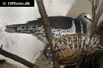 leucosarcia melanoleuca wonga pigeon leucosarcia melanoleuca wonga pigeon