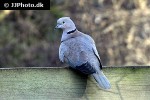 streptopelia decaocto eurasian collared dove streptopelia decaocto eurasian collared dove