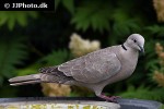 streptopelia decaocto eurasian collared dove streptopelia decaocto eurasian collared dove