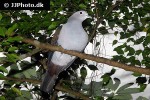 turtur afer blue spotted wood dove turtur afer blue spotted wood dove