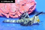 dactylopus dactylopus dactylopus dactylopus
