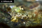 neosynchiropus ocellatus neosynchiropus ocellatus