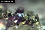 neosynchiropus ocellatus neosynchiropus ocellatus