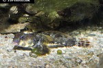 neosynchiropus ocellatus neosynchiropus ocellatus