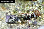 neosynchiropus ocellatus neosynchiropus ocellatus
