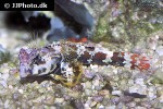 neosynchiropus ocellatus neosynchiropus ocellatus