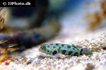 synchiropus picturatus synchiropus picturatus