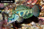 synchiropus picturatus synchiropus picturatus