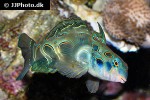 synchiropus picturatus synchiropus picturatus