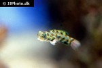 synchiropus picturatus synchiropus picturatus