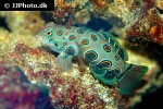 synchiropus picturatus synchiropus picturatus