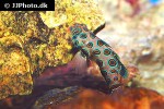 synchiropus picturatus synchiropus picturatus
