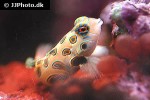 synchiropus picturatus synchiropus picturatus