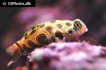synchiropus picturatus synchiropus picturatus