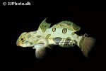 synchiropus picturatus synchiropus picturatus