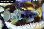 synchiropus picturatus synchiropus picturatus