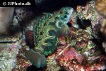 synchiropus picturatus synchiropus picturatus