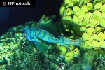 synchiropus splendidus synchiropus splendidus