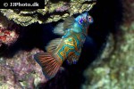 synchiropus splendidus synchiropus splendidus