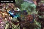 synchiropus splendidus synchiropus splendidus