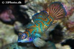 synchiropus splendidus synchiropus splendidus