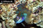 synchiropus splendidus synchiropus splendidus
