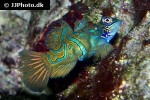 synchiropus splendidus synchiropus splendidus