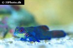 synchiropus splendidus synchiropus splendidus