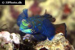 synchiropus splendidus synchiropus splendidus