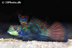 synchiropus splendidus synchiropus splendidus