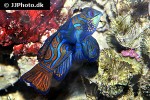 synchiropus splendidus synchiropus splendidus