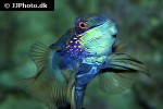 synchiropus splendidus synchiropus splendidus