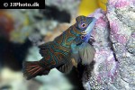 synchiropus splendidus synchiropus splendidus