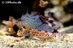 synchiropus stellatus synchiropus stellatus